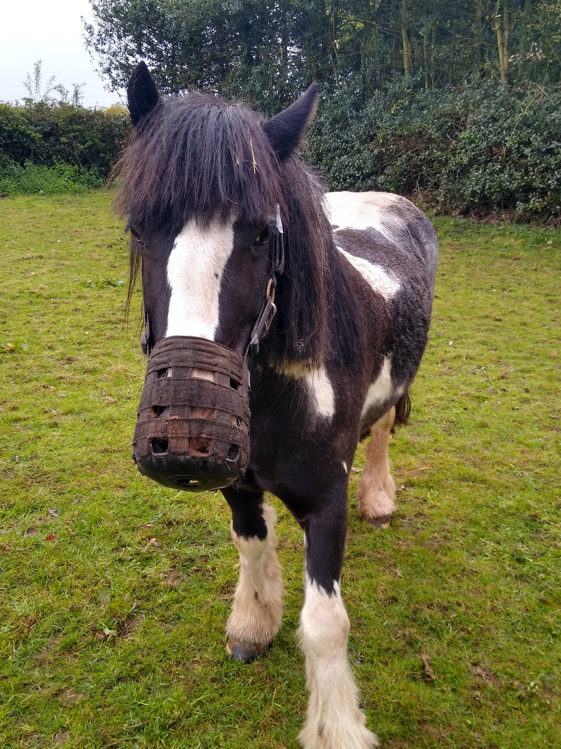 Laminitis watch.