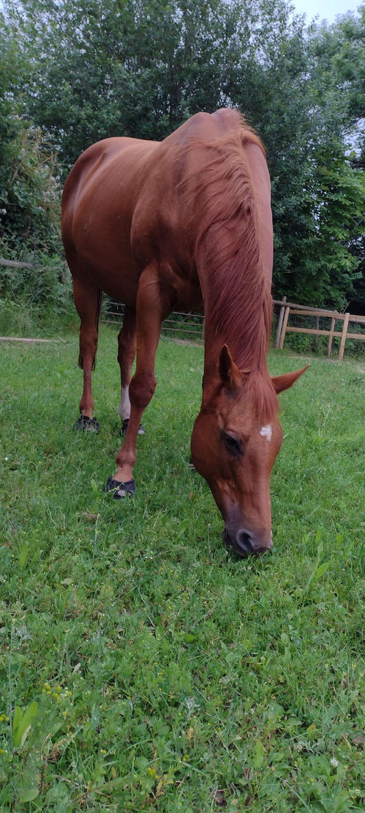 Cavallo Hoof Boots