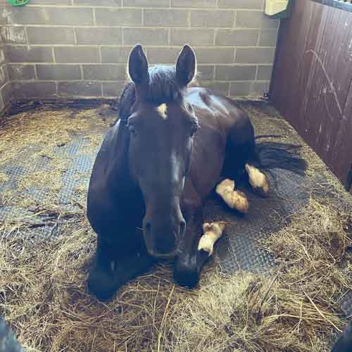 Mayo Horse Comfort Stable Mattress